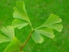 gingko / #560445