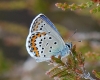 idas mavisi kelebeği