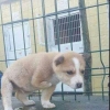 yavru köpeğe mama yedirmek / #866987