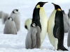 antartika pengueni