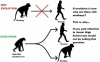 evrim teorisi