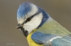 mavi baştankara kuşu