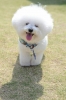 bichon frise / #969027