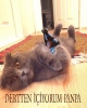 rüyada bir kedi ile oturup rakı içmek / #764576