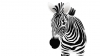 zebra / #894419