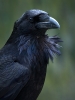 corvus corax / #748377