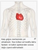 kalp bile solda atar nedir bu sağcılardaki atar / #921756
