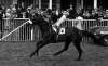 mill reef / #612878