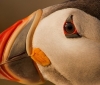 puffin