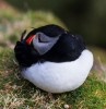 puffin