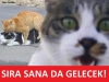 çöp dökerken aniden ortaya çıkan kedi / #887515