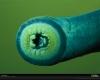 lamprey