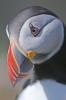 puffin