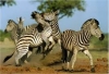 zebra / #715579