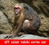 maymunların evrim teorisi hakkındaki yorumları / #909832
