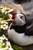 puffin