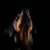 doberman