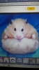 hamster alacaklara tavsiyeler / #963049