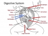 kurbağaların sindirim sistemi