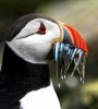 puffin