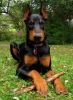 doberman