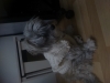 köpek / #868331