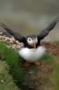 puffin