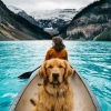köpek / #949888