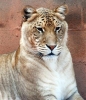 liger