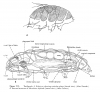 müthiş dayanıklı tardigrad böceği