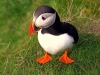 puffin