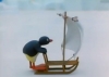 pingu