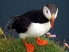 puffin