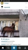 yazarların evcil hayvanları ve anıları / #912740