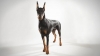 doberman