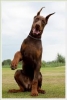 doberman