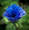 mavi anemon çiçeği