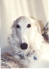 borzoi