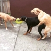köpek / #983032
