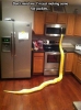 evde yılan beslemek