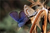 idas mavisi kelebeği
