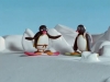 pingu / #722510