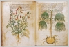 voynich el yazması / #811224