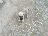 bu köpeklerin cinsi nedir sorunsalı / #796125
