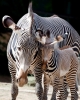 zebra / #894360