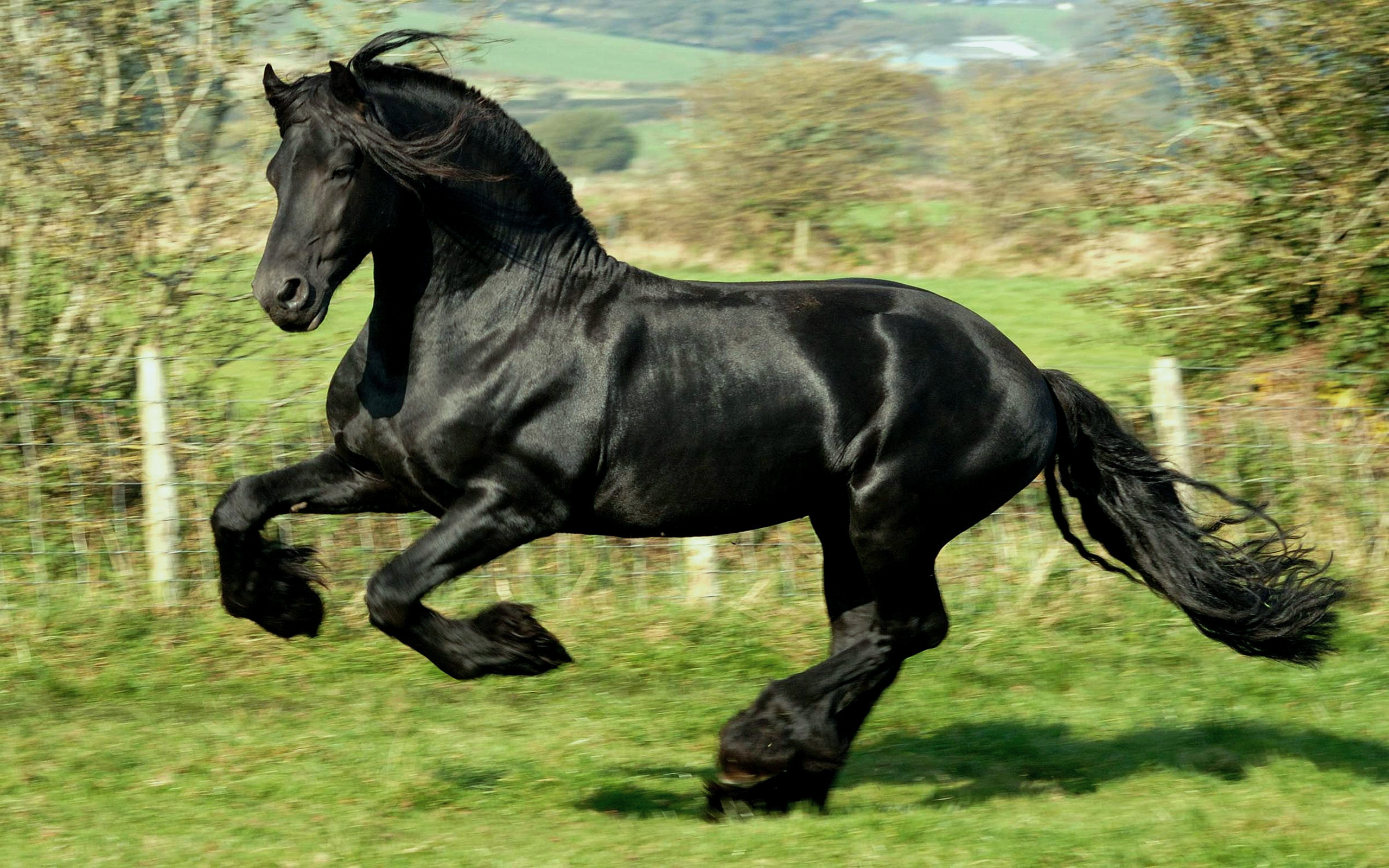 Сонник черная лошадь. Фризская лошадь гнедая. Шайр тяжеловоз вороной. Фризская лошадь тяжеловоз. Шайр гнедой.