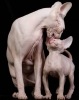 sphynx / #907954