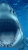 jaws filmindeki korkunç köpekbalığı / #624072