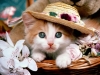 civciv ile minik kedi karışımı bir şey / #895016