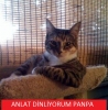 fake hesap açıp eski sevgilisini işleten nesil / #686556